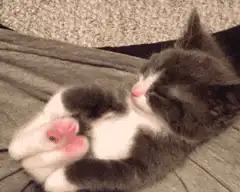 sleeping kitten stretching paws