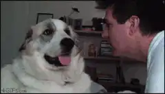 Dog looks away from owner