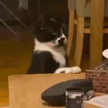 cat jumps off table