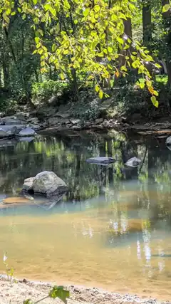 Sunny forest stream with rocks