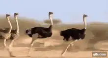 Ostriches running in a line