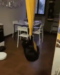 Black cat swings on yellow curtain