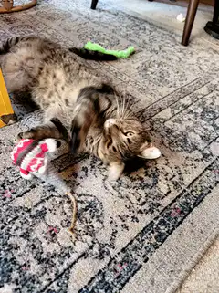 tabby cat playing with toy on rug