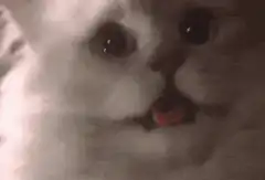 shocked cat with tongue out