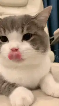 gray and white cat licking lips