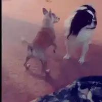Chihuahua dancing on hind legs