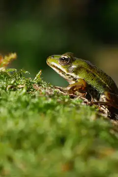 Green frog on moss