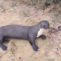 Otter yawning on dirt