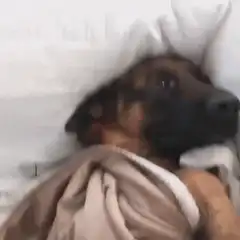 German Shepherd puppy wrapped in blanket