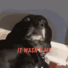 Dog It Wasn't Me