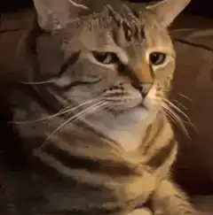 judgy cat zooming in
