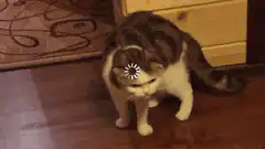 Loading cat