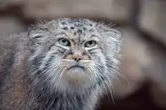 Pallas's cat staring intensely