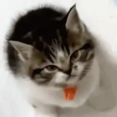 Kitten with tongue stuck out