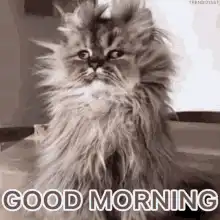 Fluffy cat good morning