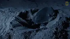 Sea turtle laying eggs on beach