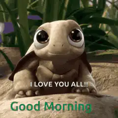 Turtle Good Morning I Love You All