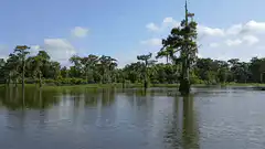 panning shot of swamp with cypress trees