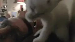 white kitten licking paw