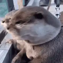 two otters holding hands