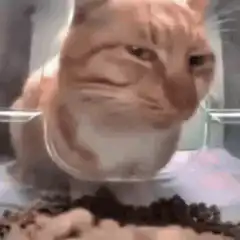 Orange cat judging food