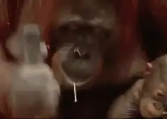 Orangutan hammering a nail