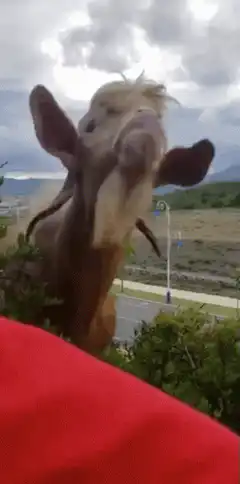 Goat chewing with long beard