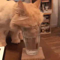 cat drinking from glass