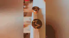Pouring milk on chocolate cookies