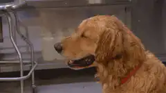 Golden Retriever wiping face with napkin