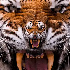 Zooming tiger face collage