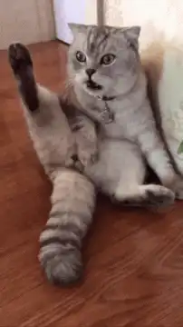 Cat sitting with leg up
