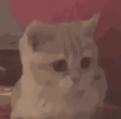 pixelated cat head bobbing
