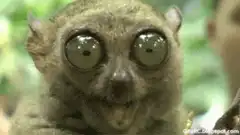 Tarsier with wide eyes