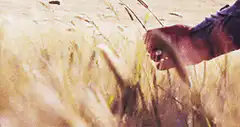 Hand brushing through wheat field