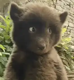 Cute brown bear cub wide-eyed