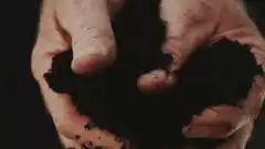 Hands crumbling dark soil