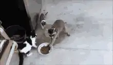 Raccoon steals cat food and runs