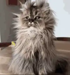 Fluffy cat good morning