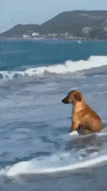 Brown dog sitting in ocean waves