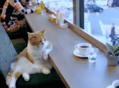 Cat sitting at cafe counter