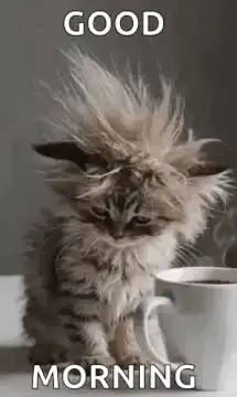 Good Morning Cat with Static Hair