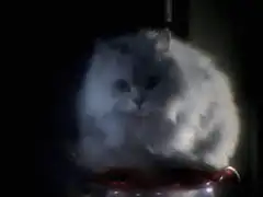 white cat glowing green eyes