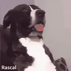 Dog licking lips and looking around