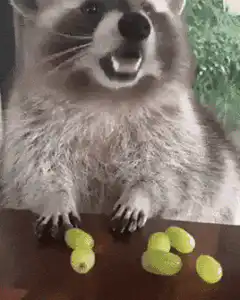 Raccoon eating grapes