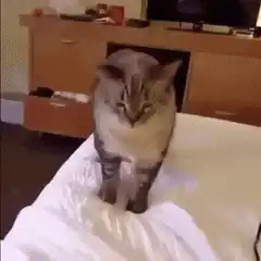 Cat looks up and explodes