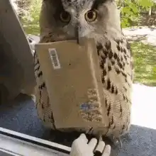 Owl holding a package