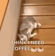 Cat rolling down stairs