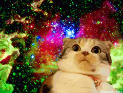 Cat in Space