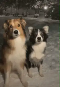 Three dogs hugging in snow